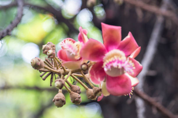 istock Close up Shorea robusta flower.Cannonball tree blooming in nature background. 1160179453