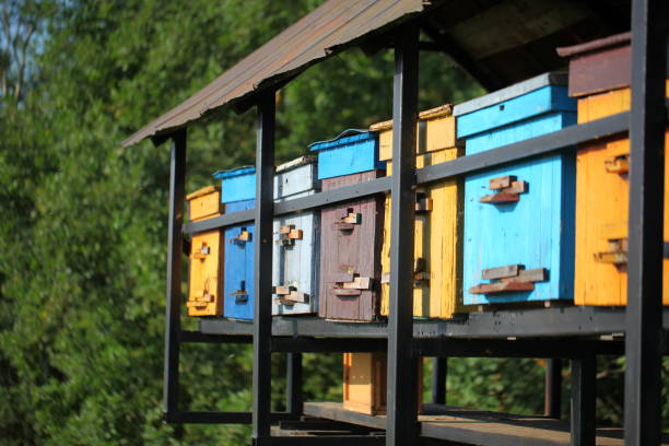 istock Beehives with bees on a flowered village field. 1160182822