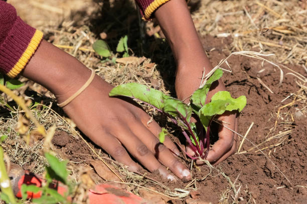 istock African child hands planting vegetables in soil 1160182830