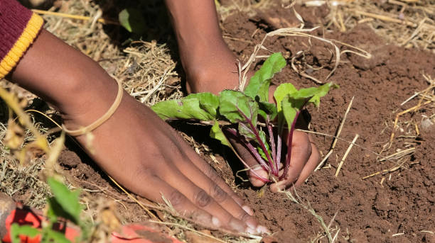 African child hands planting vegetables in soil