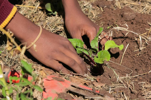 istock African child hands planting vegetables in soil 1160182838