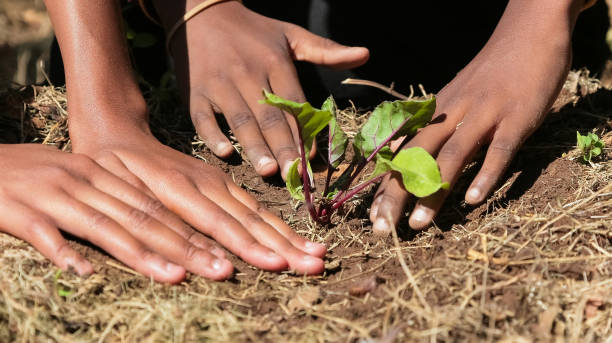 istock African child hands planting vegetables in soil 1160182839