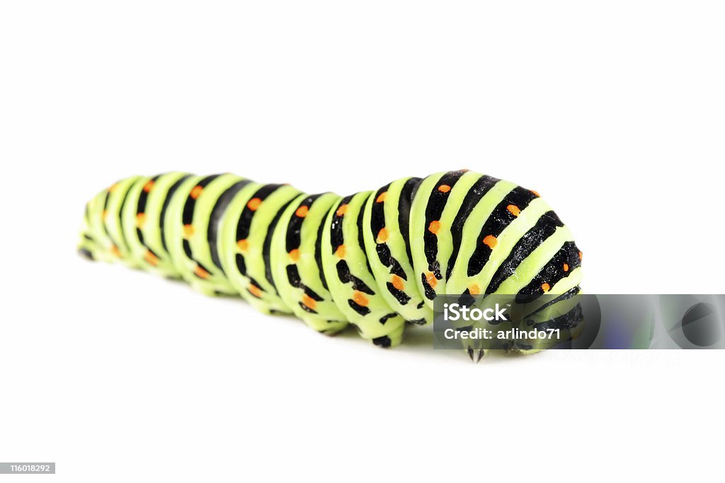 04 farfalla coda di rondine caterpillar - Foto stock royalty-free di Animale