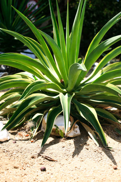 istock Agave tequilana plant 1160184078