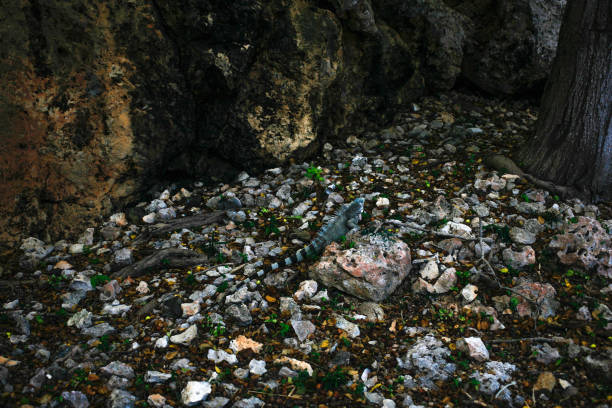 One iguana on the stones