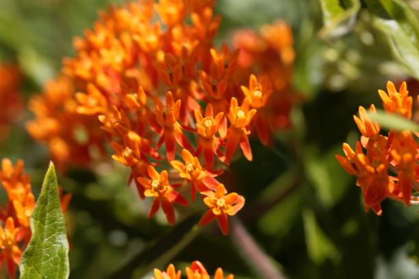 istock Butterfly weed, Asclepias tuberosa 1160184837