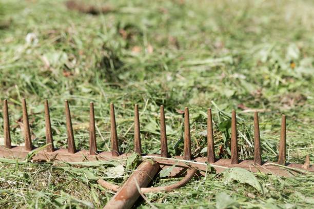 istock Old style rake in fresh mowed hay 1160185468