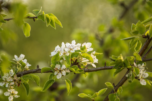 istock A beautiful white pear tree flowers in spring. Fruit tree blossoming in garden. 1160186004