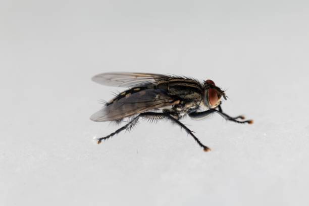 istock Common flesh fly, Sarcophaga carnaria 1160186169