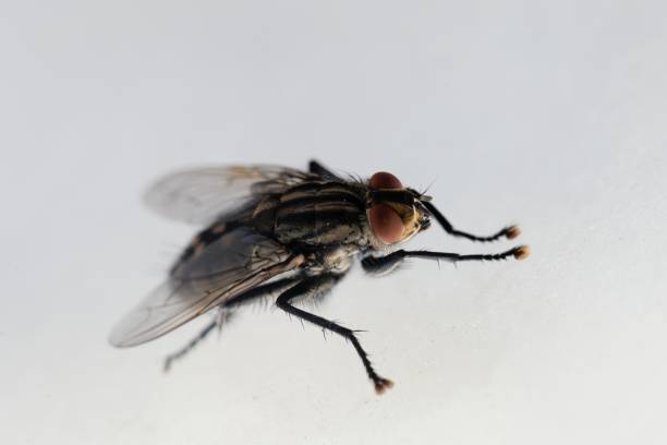 istock Common flesh fly, Sarcophaga carnaria 1160186211