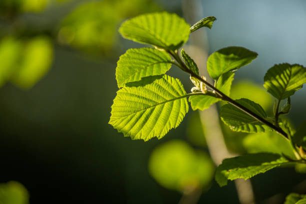 istock Beautiful, fresh, green spring leaves in the branches. 1160186228