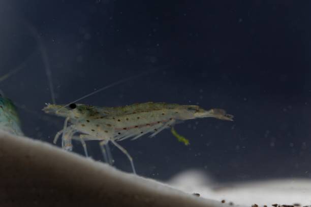 istock Amano shrimp, Caridina multidentata 1160186278
