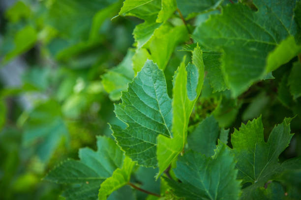 Beautiful, fresh, green spring leaves in the branches. Natural, sunny spring day in forest