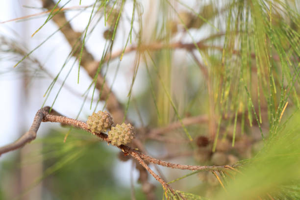 Pine cones on the branches of pine trees.