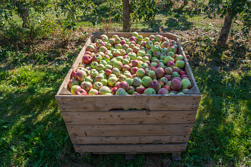 Wooden bin full of red-green apples. Crate of fresh apples for transport and sale