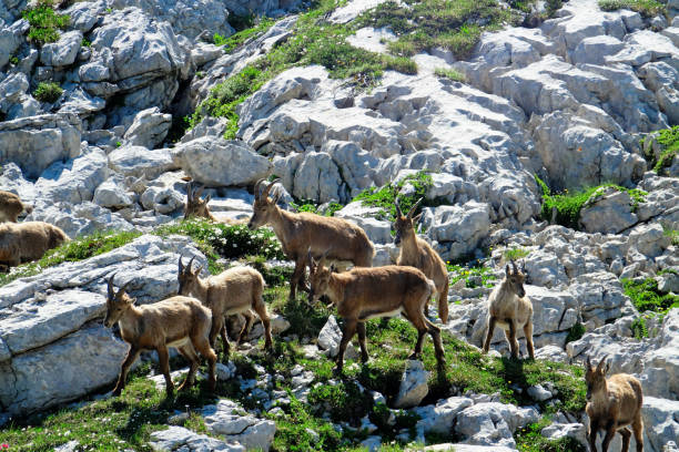 istock ibex in the French Alps 1160188449