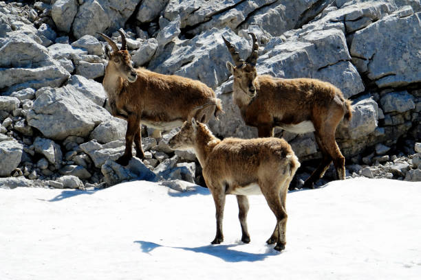 istock ibex in the French Alps 1160188660