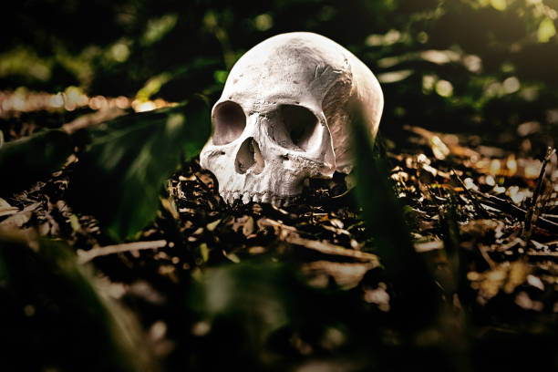 istock Human skull, possibly of murder victim, on a forest floor 1160188792