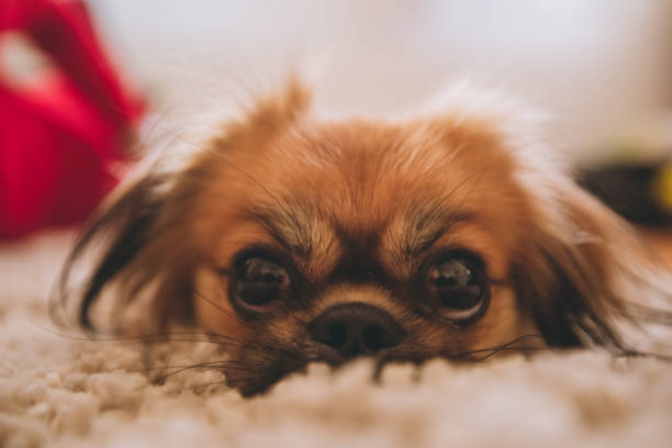Pekingese dog portrait close up.