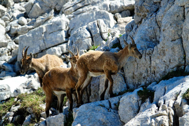 istock ibex in the French Alps 1160189032