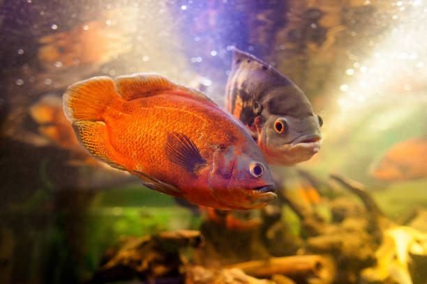 istock Two beautiful and exclusive red oscar cichlid against a dark background 1160189719