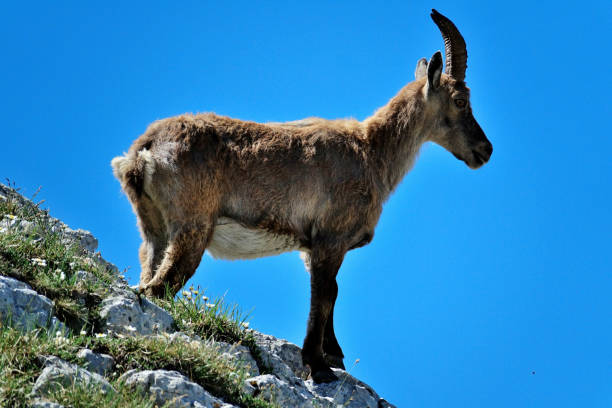 istock ibex in the French Alps 1160189819