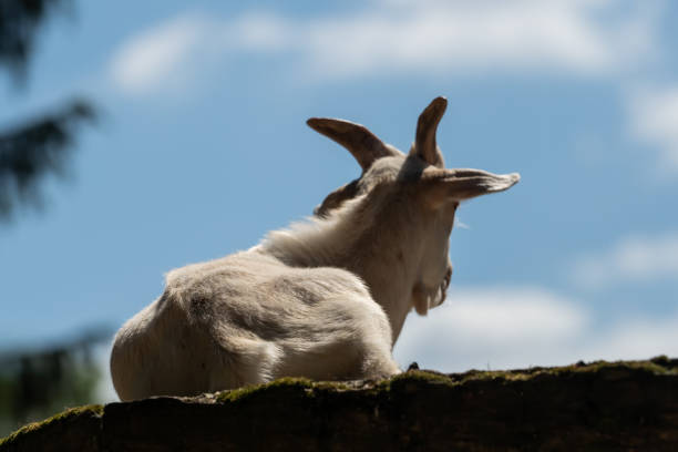 Butcher carving goat