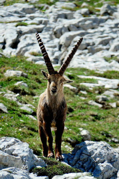 istock ibex in the French Alps 1160190007