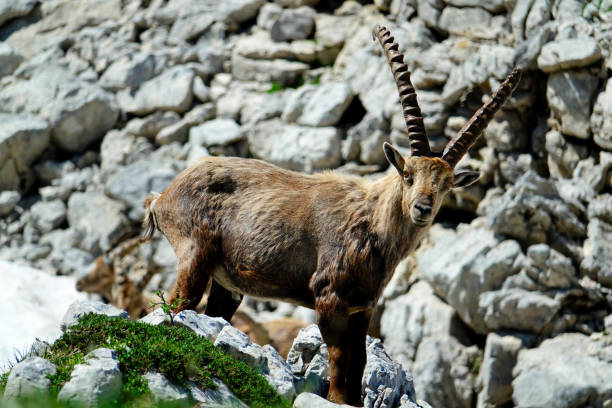 istock ibex in the French Alps 1160190504