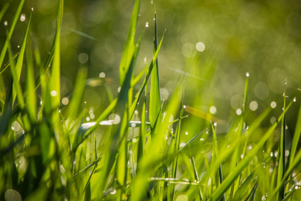 istock A beautiful, green grass full of morning dew. 1160191606