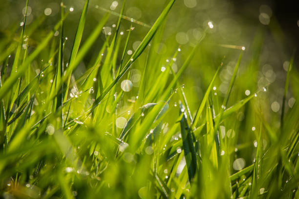 istock A beautiful, green grass full of morning dew. 1160191641