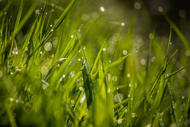 istock A beautiful, green grass full of morning dew. 1160191863