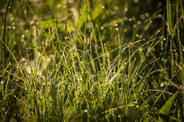 istock A beautiful, green grass full of morning dew. 1160191876