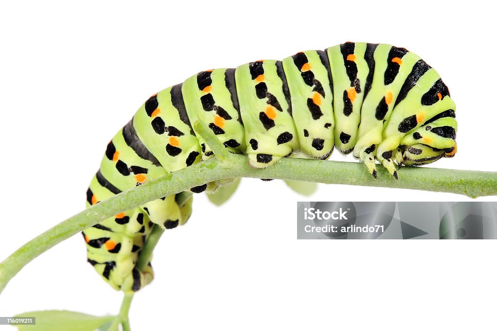 Borboleta cauda de andorinha caterpillar 10 - Foto de stock de Lagarta royalty-free