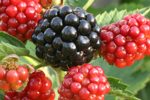 close-up of blackberry fruit