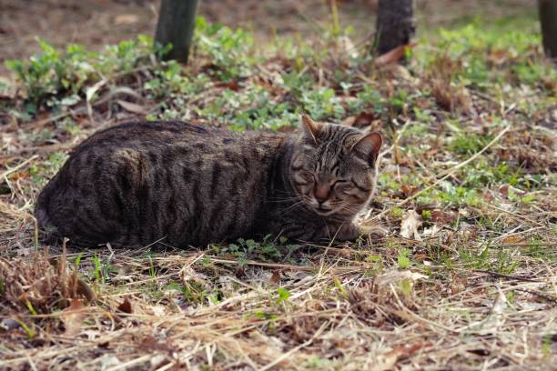 istock street cat crouching on side street in park. 1160194198