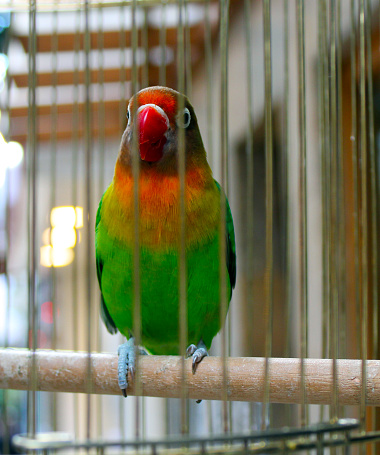 Green small parrot, agapornis