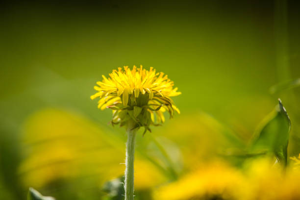 Dandelion flower (Taraxacum) soft focus macro close up during springtime