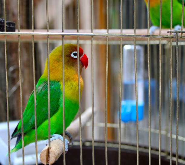 istock Green small parrot, agapornis 1160194535