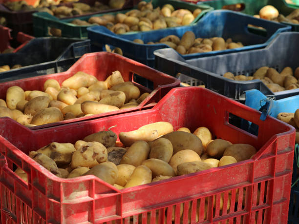 fresh harvesting potatoes in boxes, close up, background.
