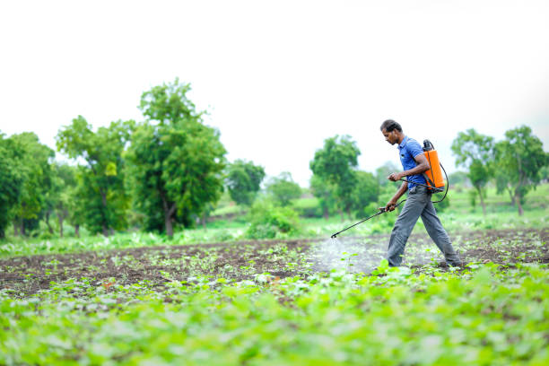 indischer landwirt sprüht pestizid auf baumwollfeld - spraying agriculture farm herbicide stock-fotos und bilder