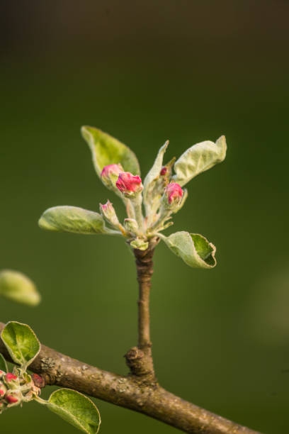 istock Beautiful, white apple tree blossoms  blooming in a sunny day. 1160199356