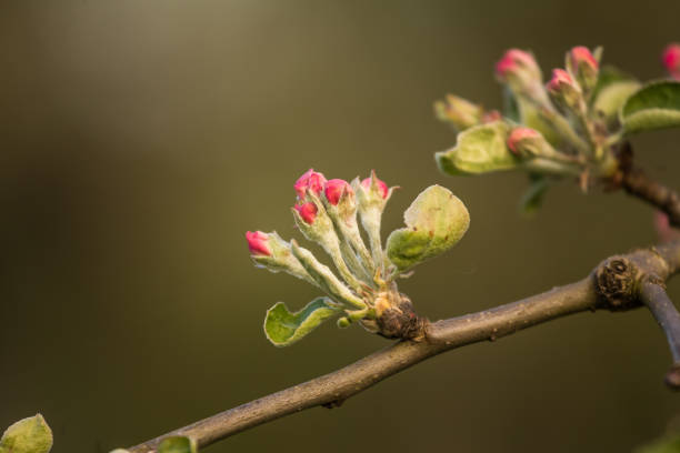 istock Beautiful, white apple tree blossoms  blooming in a sunny day. 1160199399
