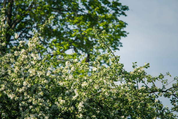 Beautiful, white apple tree blossoms  blooming in a sunny day. Spring scenery in garden.