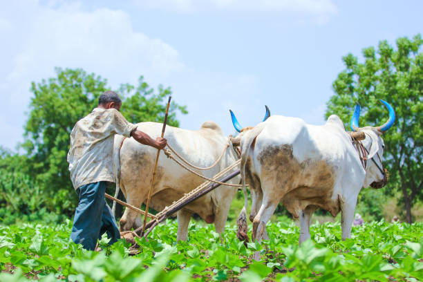 istock Indian farmer working green cotton field with two bullock 1160200274