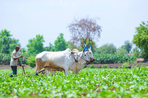 istock Indian farmer working green cotton field with two bullock 1160200403