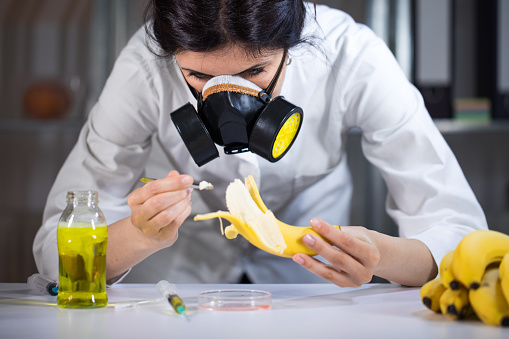 Scientist working on GMO bananas in lab