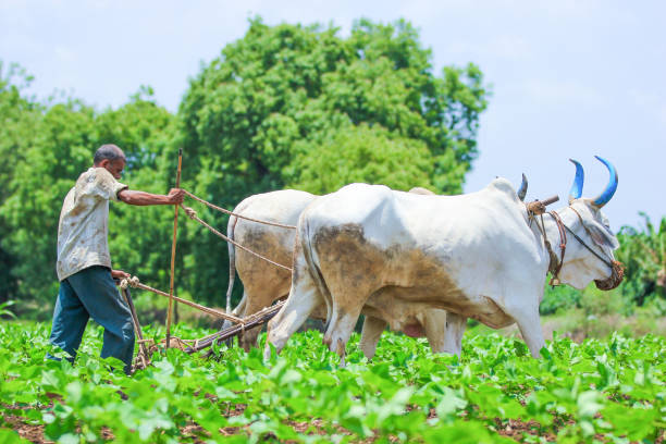 istock Indian farmer working green cotton field with two bullock 1160200598