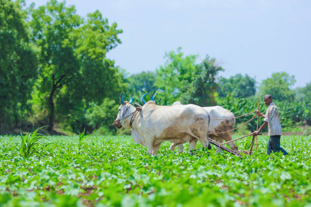 istock Indian farmer working green cotton field with two bullock 1160200686
