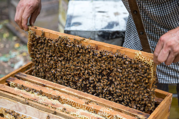 istock Hands of beekeeper pulls out from hive a wooden frame with honeycomb. Beekeeper holding a honeycomb full of bees. 1160201483